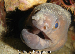 white eyed moray coming in for a closer look
sonyT3 by Rory Ferguson 